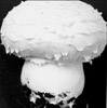 ButtonMushroom's Avatar