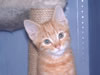 fluffyalien's Avatar