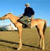 High Horse's Avatar