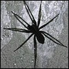 Lexis's Avatar