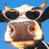 crusher's Avatar