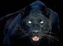 panther's Avatar