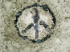 ittybitty's Avatar