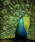 Peacock's Avatar