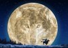 howl @ the moon's Avatar