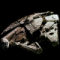 Caveat's Avatar